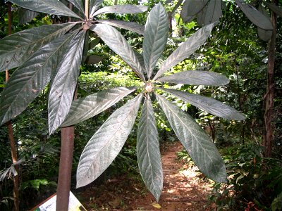 Actinodaphne malaccensis - détail des feuilles (partie supérieure) - Bukit Nanas Forest Reserve - Kuala Lumpur. photo