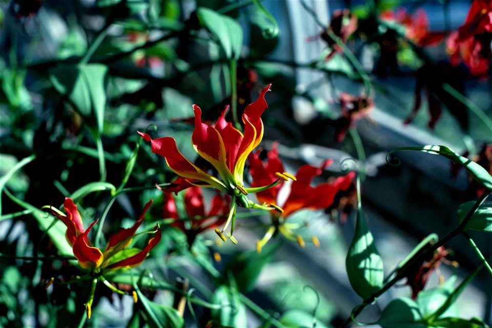 Gloriosa_rothschildiana