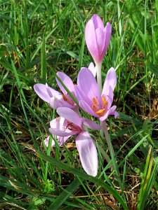 Herbstzeitlosen (Colchicum autumnale) im Hockenheimer Rheinbogen