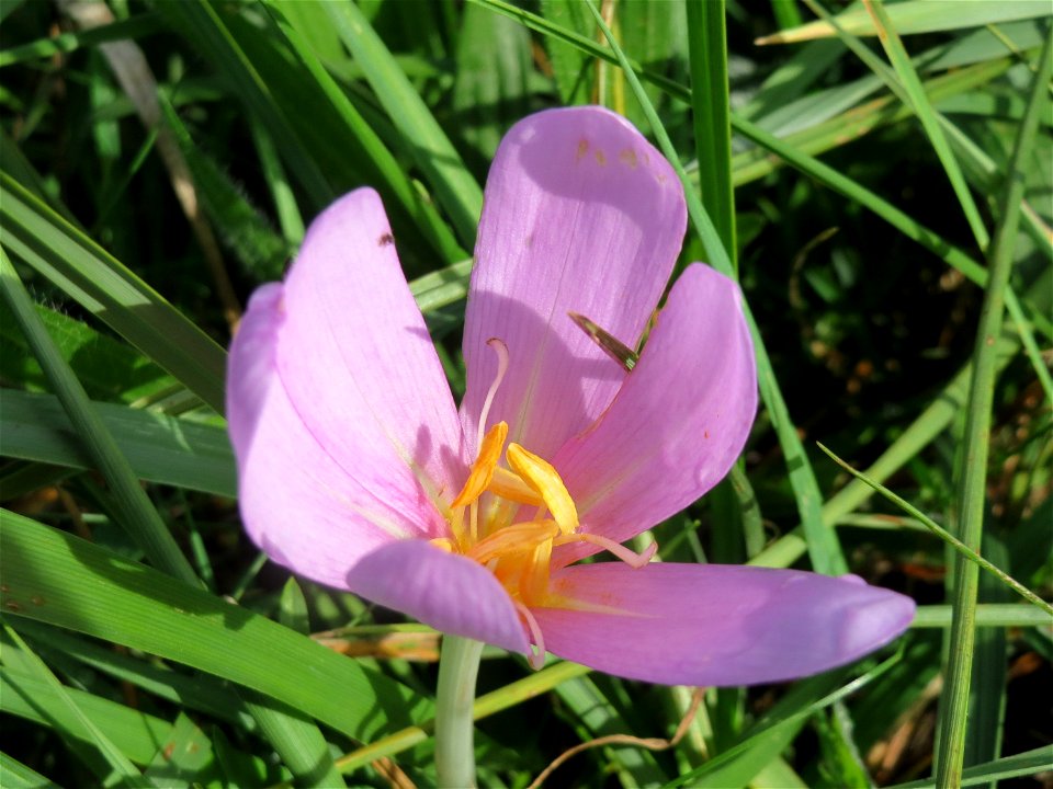 Herbstzeitlosen (Colchicum autumnale) im Hockenheimer Rheinbogen