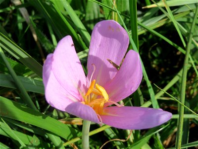 Herbstzeitlosen (Colchicum autumnale) im Hockenheimer Rheinbogen