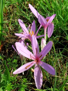 Herbstzeitlosen (Colchicum autumnale) im Hockenheimer Rheinbogen