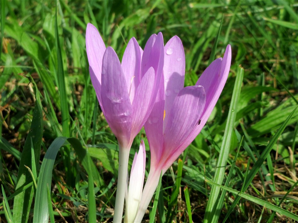 Herbstzeitlosen (Colchicum autumnale) im Hockenheimer Rheinbogen