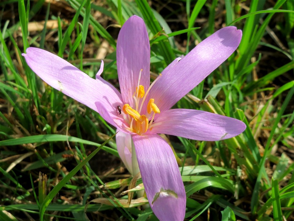 Herbstzeitlose (Colchicum autumnale) im Hockenheimer Rheinbogen