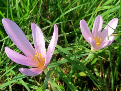 Herbstzeitlosen (Colchicum autumnale) im Naturschutzgebiet Bachwiesen/Leopoldswiesen im Hockenheimer Rheinbogen