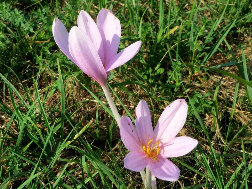 Herbstzeitlosen (Colchicum autumnale) im Naturschutzgebiet Bachwiesen/Leopoldswiesen im Hockenheimer Rheinbogen