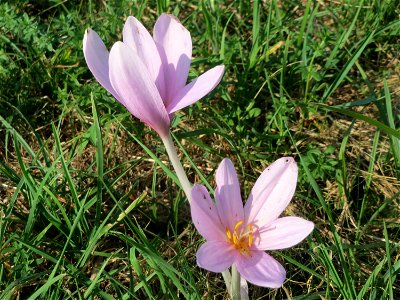 Herbstzeitlosen (Colchicum autumnale) im Naturschutzgebiet Bachwiesen/Leopoldswiesen im Hockenheimer Rheinbogen