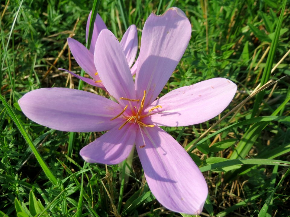 Herbstzeitlosen (Colchicum autumnale) im Naturschutzgebiet Bachwiesen/Leopoldswiesen im Hockenheimer Rheinbogen