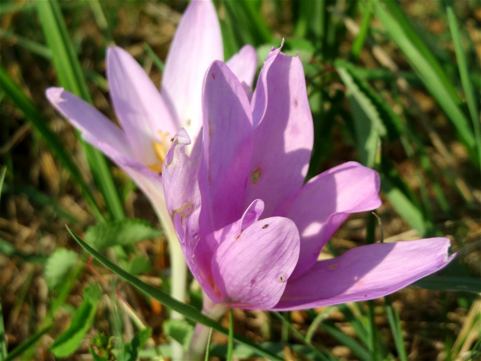 Herbstzeitlosen (Colchicum autumnale) im Naturschutzgebiet Bachwiesen/Leopoldswiesen im Hockenheimer Rheinbogen