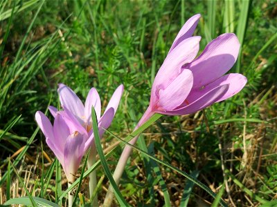 Herbstzeitlosen (Colchicum autumnale) im Naturschutzgebiet Bachwiesen/Leopoldswiesen im Hockenheimer Rheinbogen
