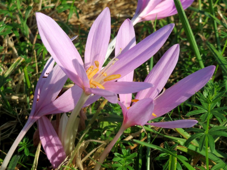 Herbstzeitlosen (Colchicum autumnale) im Naturschutzgebiet Bachwiesen/Leopoldswiesen im Hockenheimer Rheinbogen