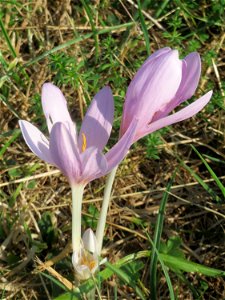 Herbstzeitlosen (Colchicum autumnale) im Naturschutzgebiet Bachwiesen/Leopoldswiesen im Hockenheimer Rheinbogen