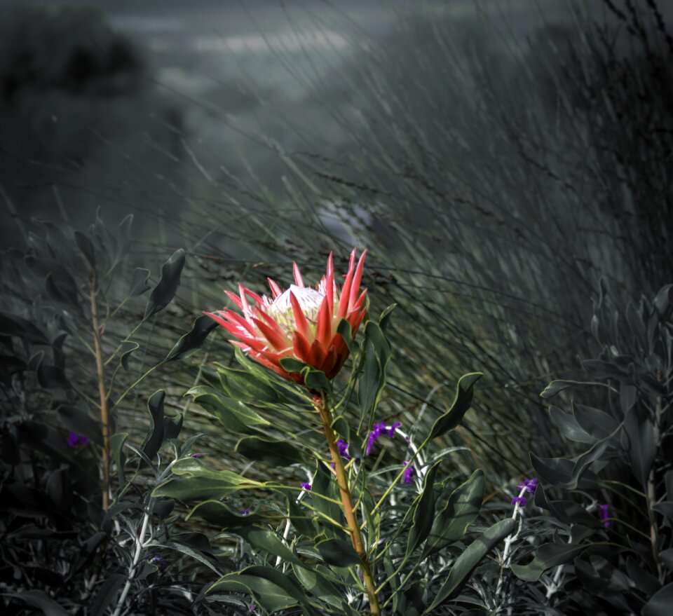 Nature bloom botany
