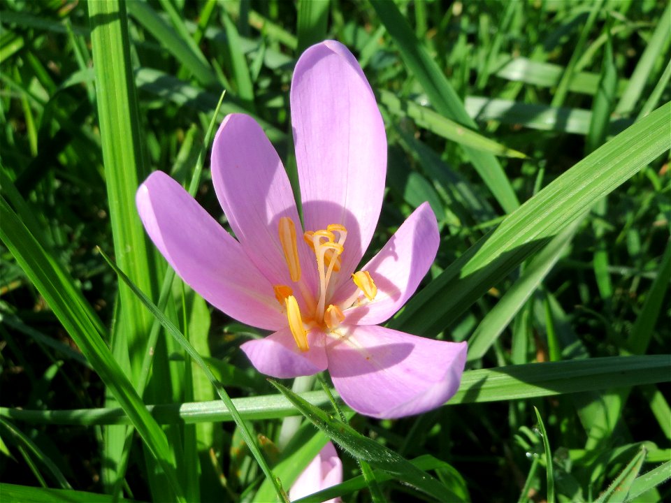 Herbstzeitlosen (Colchicum autumnale) im Naturschutzgebiet Bachwiesen/Leopoldswiesen im Hockenheimer Rheinbogen