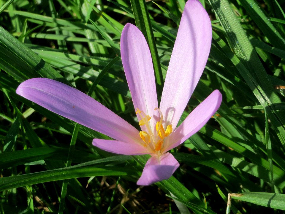 Herbstzeitlosen (Colchicum autumnale) im Naturschutzgebiet Bachwiesen/Leopoldswiesen im Hockenheimer Rheinbogen
