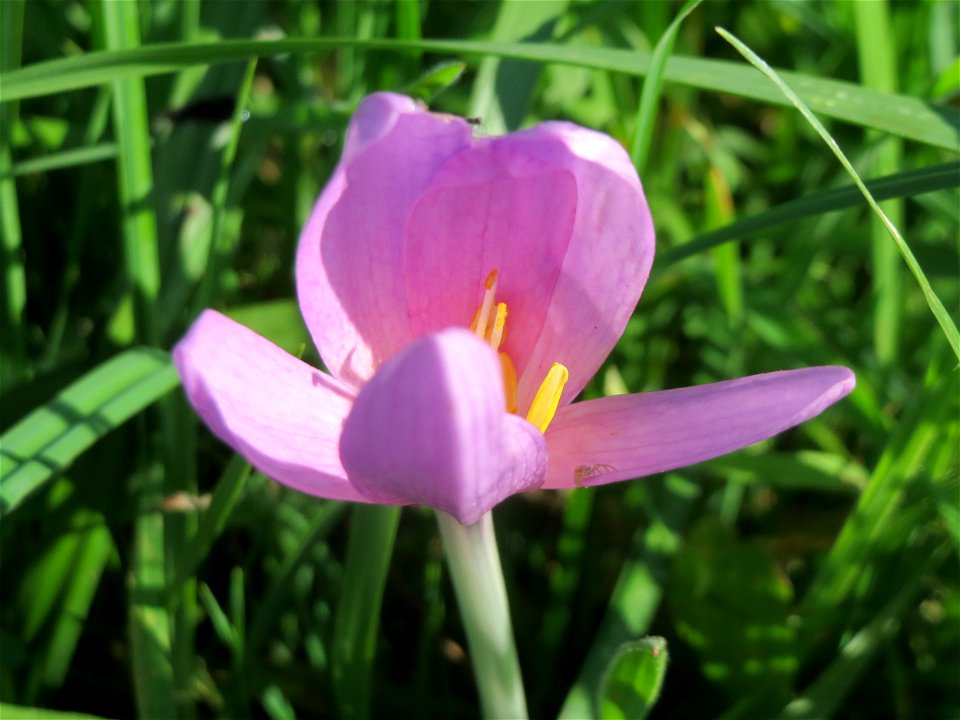 Herbstzeitlose (Colchicum autumnale) im Naturschutzgebiet Bachwiesen/Leopoldswiesen im Hockenheimer Rheinbogen