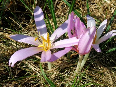 Herbstzeitlose (Colchicum autumnale) im Naturschutzgebiet Bachwiesen/Leopoldswiesen im Hockenheimer Rheinbogen