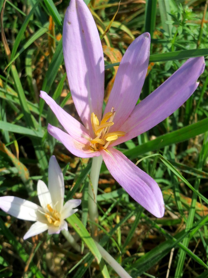 Herbstzeitlose (Colchicum autumnale) im Naturschutzgebiet Bachwiesen/Leopoldswiesen im Hockenheimer Rheinbogen