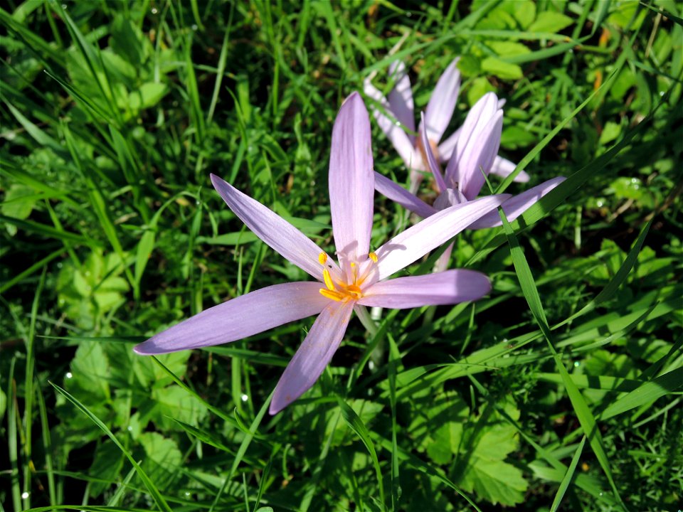 Ocún jesenní (Colchicum autumnale)
location: Banská Štiavnica, Slovakia
author: Jan Helebrant
www.juhele.blogspot.com

license CC0 Public Domain Dedication