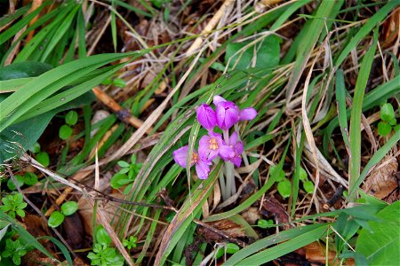 Ocún jesenní (Colchicum autumnale)
location: Banská Štiavnica, Slovakia
author: Jan Helebrant
www.juhele.blogspot.com

license CC0 Public Domain Dedication