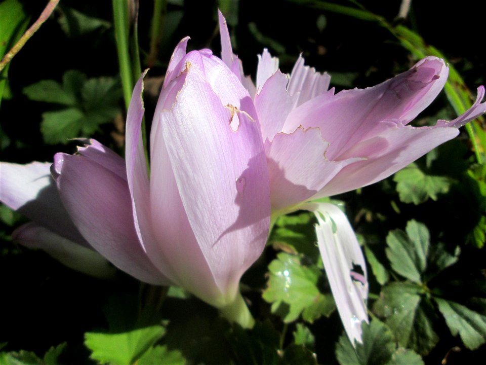 Herbstzeitlose (Colchicum autumnale) am Hauptfriedhof Saarbrücken