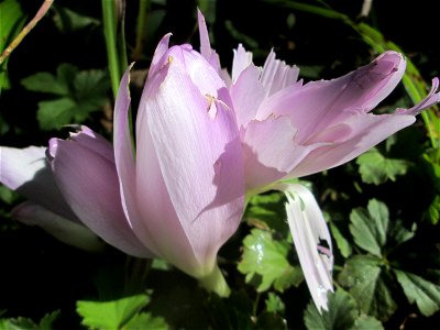 Herbstzeitlose (Colchicum autumnale) am Hauptfriedhof Saarbrücken