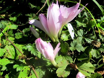 Herbstzeitlose (Colchicum autumnale) am Hauptfriedhof Saarbrücken