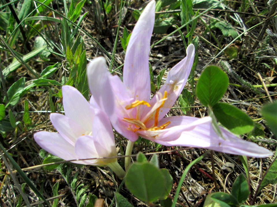 Herbstzeitlose (Colchicum autumnale) auf einer Streuobstwiese oberhalb von Fechingen