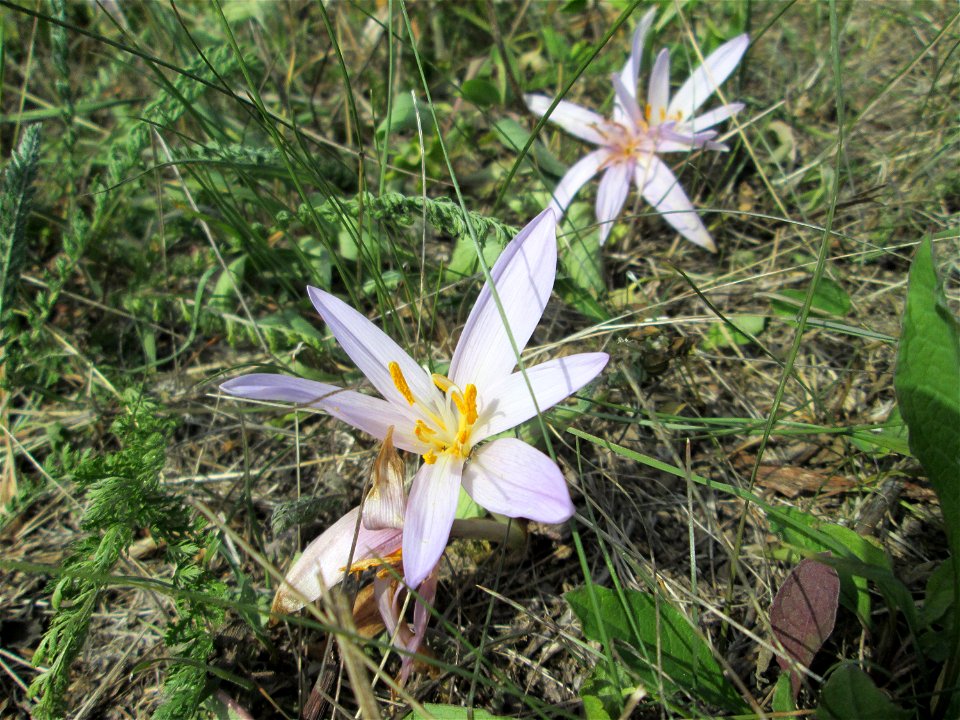 Herbstzeitlose (Colchicum autumnale) auf einer Streuobstwiese oberhalb von Fechingen