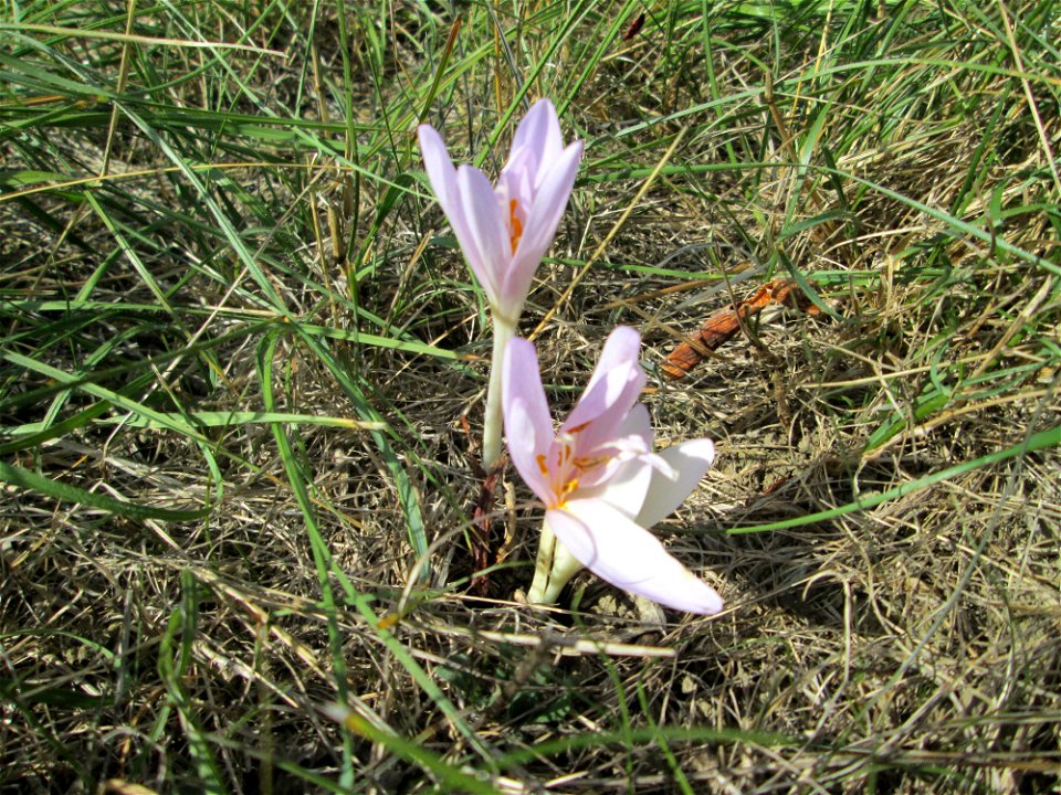 Herbstzeitlose (Colchicum autumnale) im Naturschutzgebiet Birzberg, Honigsack/Kappelberghang bei Fechingen