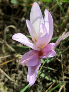 Herbstzeitlose (Colchicum autumnale) im Naturschutzgebiet Birzberg, Honigsack/Kappelberghang bei Fechingen