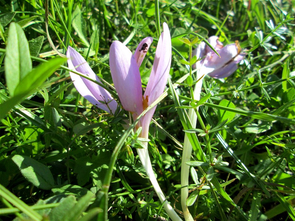 Herbstzeitlose (Colchicum autumnale) bei Bischmisheim