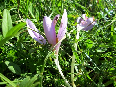 Herbstzeitlose (Colchicum autumnale) bei Bischmisheim