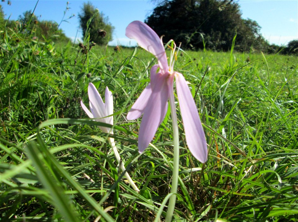 Herbstzeitlose (Colchicum autumnale) bei Bischmisheim