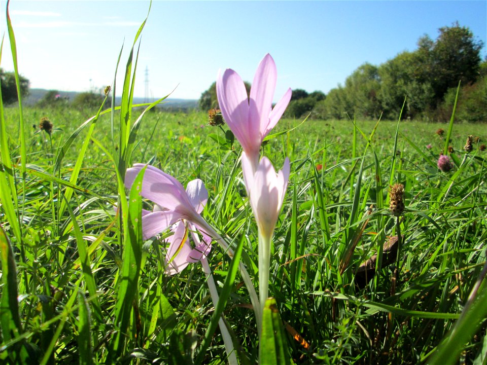 Herbstzeitlose (Colchicum autumnale) bei Bischmisheim