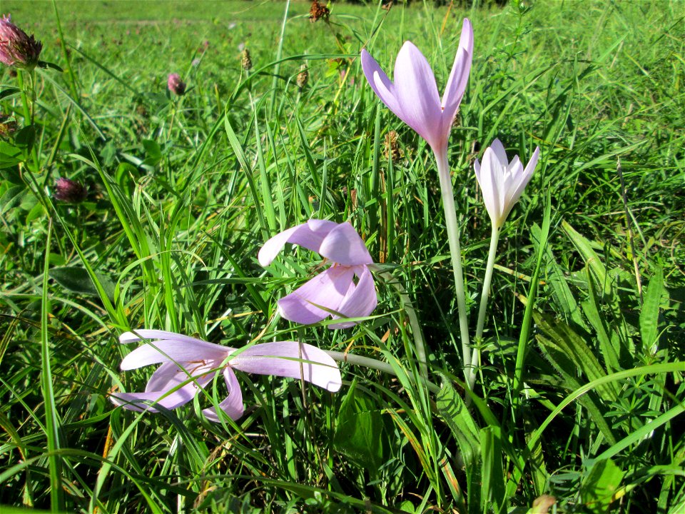 Herbstzeitlose (Colchicum autumnale) bei Bischmisheim