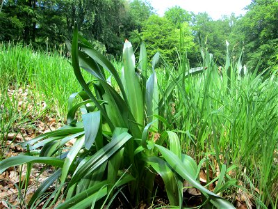 Grundblätter der Herbstzeitlose (Colchicum autumnale) im Naturschutzgebiet „Wusterhang“ oberhalb von Fechingen