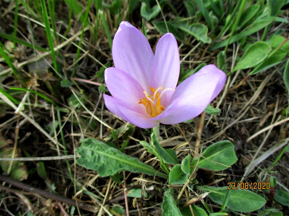 Herbstzeitlose (Colchicum autumnale) im oberen Simbachtal bei Spicheren Français :  Colchique d'automne près de Spicheren
