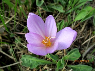Herbstzeitlose (Colchicum autumnale) im oberen Simbachtal bei Spicheren Français :  Colchique d'automne près de Spicheren