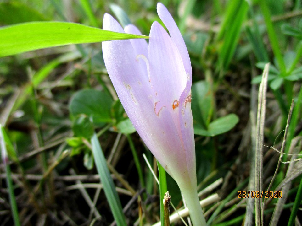 Herbstzeitlose (Colchicum autumnale) im oberen Simbachtal bei Spicheren Français :  Colchique d'automne près de Spicheren