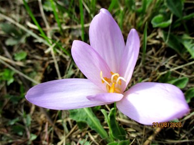 Herbstzeitlose (Colchicum autumnale) im oberen Simbachtal bei Spicheren Français :  Colchique d'automne près de Spicheren