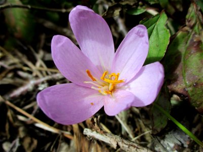 Herbstzeitlose (Colchicum autumnale) nahe am Birzberg oberhalb von Fechingen