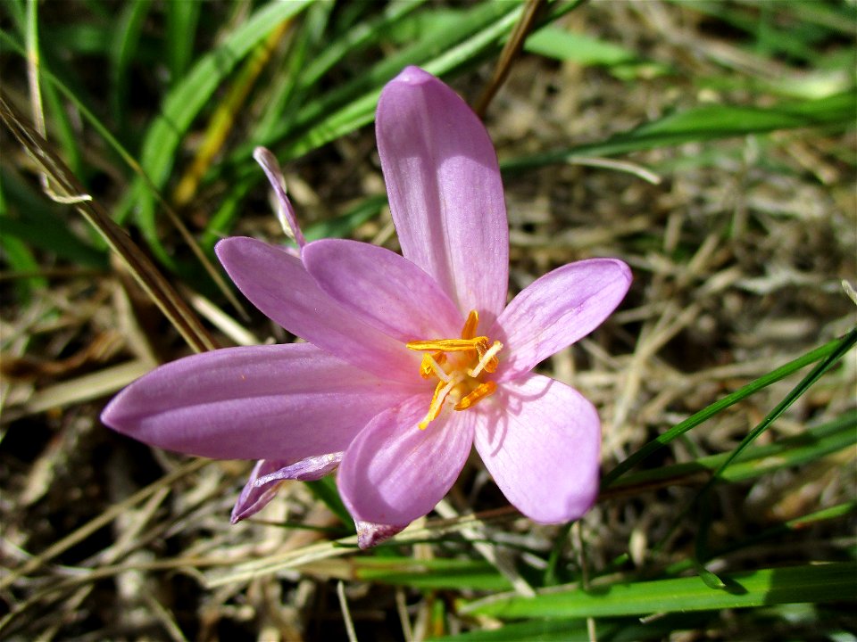Herbstzeitlose (Colchicum autumnale) nahe am Birzberg oberhalb von Fechingen