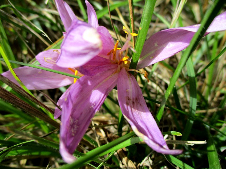 Herbstzeitlose (Colchicum autumnale) nahe am Birzberg oberhalb von Fechingen