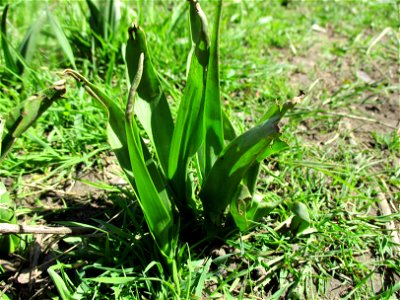 Grundblätter der Herbstzeitlose (Colchicum autumnale) im Naturschutzgebiet „St. Arnualer Wiesen“