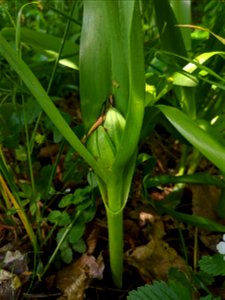 Colchicum autumnale (fruit)