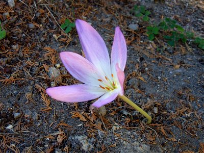 Colchicum autumnale. Photo taken on 16 September 2007 in Jena, Germany.