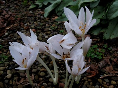 Autumn Crocus (Colchicum autumnale) blooming in the Outdoor Garden at Phipps Consservatory, Pittsburgh photo