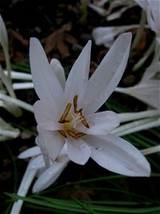 Autumn Crocus (Colchicum autumnale) blooming in the Outdoor Garden at Phipps Consservatory, Pittsburgh photo