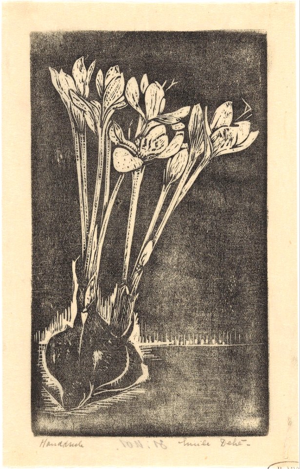 IdentificatieTitel(s): HerfsttijloosObjecttype: prent Objectnummer: RP-P-1931-1101Opschriften / Merken: verzamelaarsmerk, recto, gestempeld: Lugt 2228Omschrijving: Bloeiende bloembollen, liggend op ee